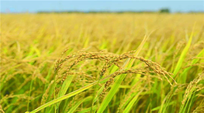 我國(guó)有機(jī)產(chǎn)品認(rèn)證管理制度的新特點(diǎn)