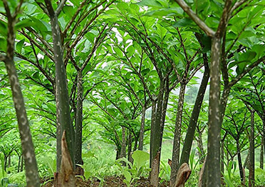四川深山農(nóng)業(yè)科技開發(fā)有限公司