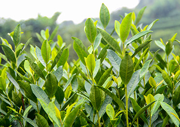 蘆山縣黑土溪白茶種植農(nóng)民專業(yè)合作社