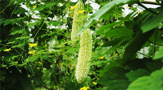 有機(jī)認(rèn)證需要的資料