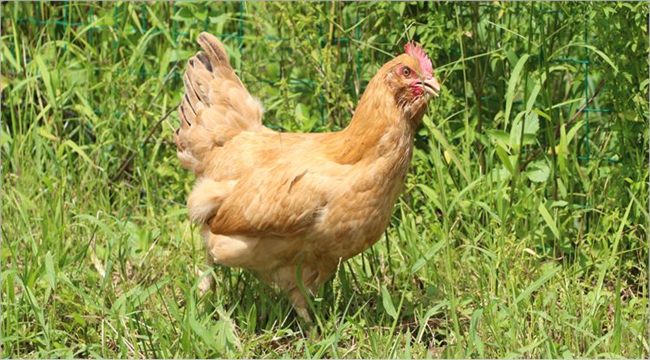 有機產(chǎn)品認證之畜禽養(yǎng)殖的繁殖和飼養(yǎng)